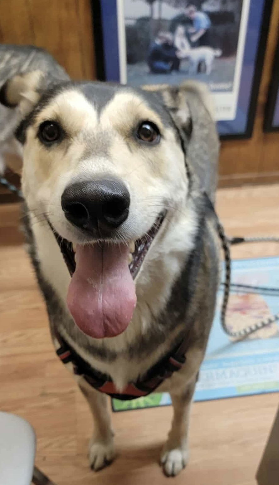 Brandi, an adoptable Siberian Husky in Cedar Crest, NM, 87008 | Photo Image 1