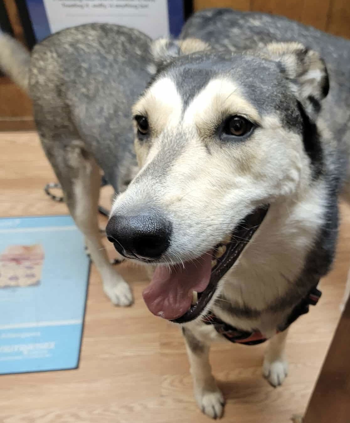 Brandy, an adoptable Siberian Husky in Cedar Crest, NM, 87008 | Photo Image 2