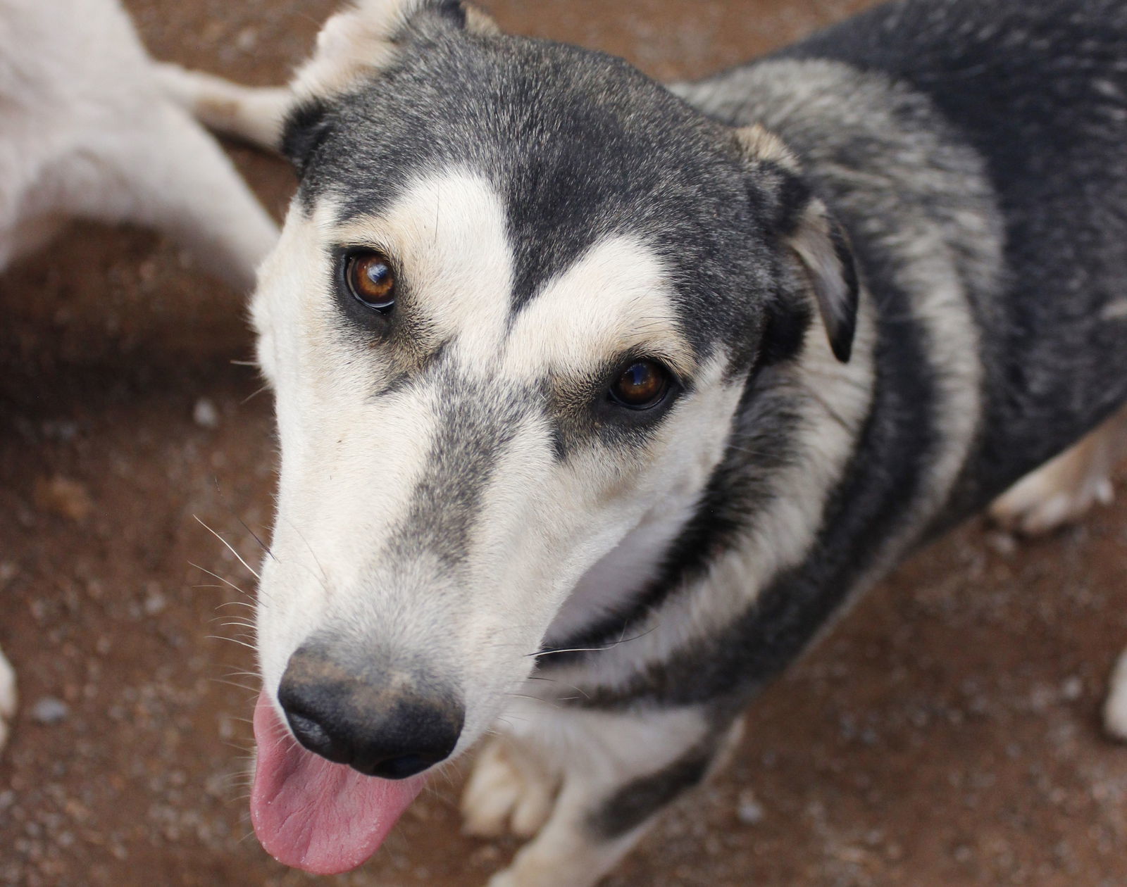 Brandy, an adoptable Siberian Husky in Cedar Crest, NM, 87008 | Photo Image 3