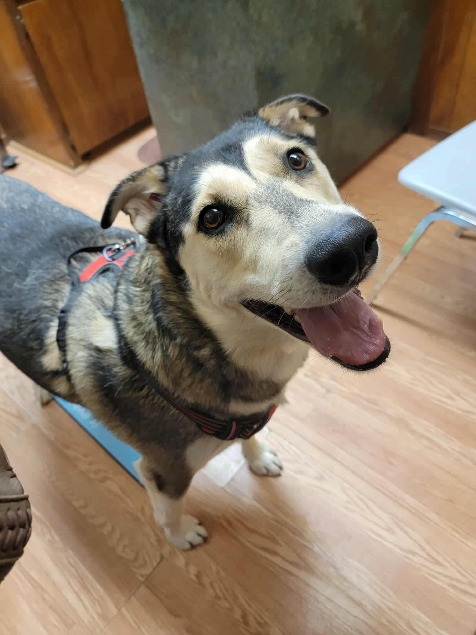 Brandy, an adoptable Siberian Husky in Cedar Crest, NM, 87008 | Photo Image 3