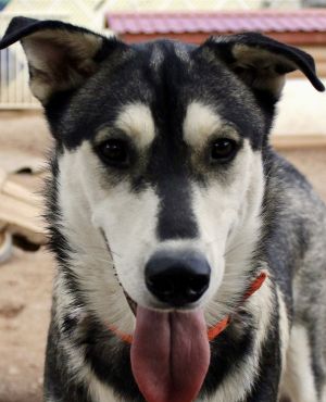 Bacardi, Young Male Siberian Husky