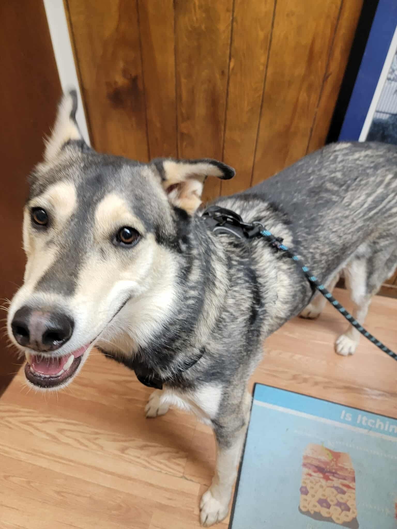Bacardi, an adoptable Siberian Husky in Cedar Crest, NM, 87008 | Photo Image 1