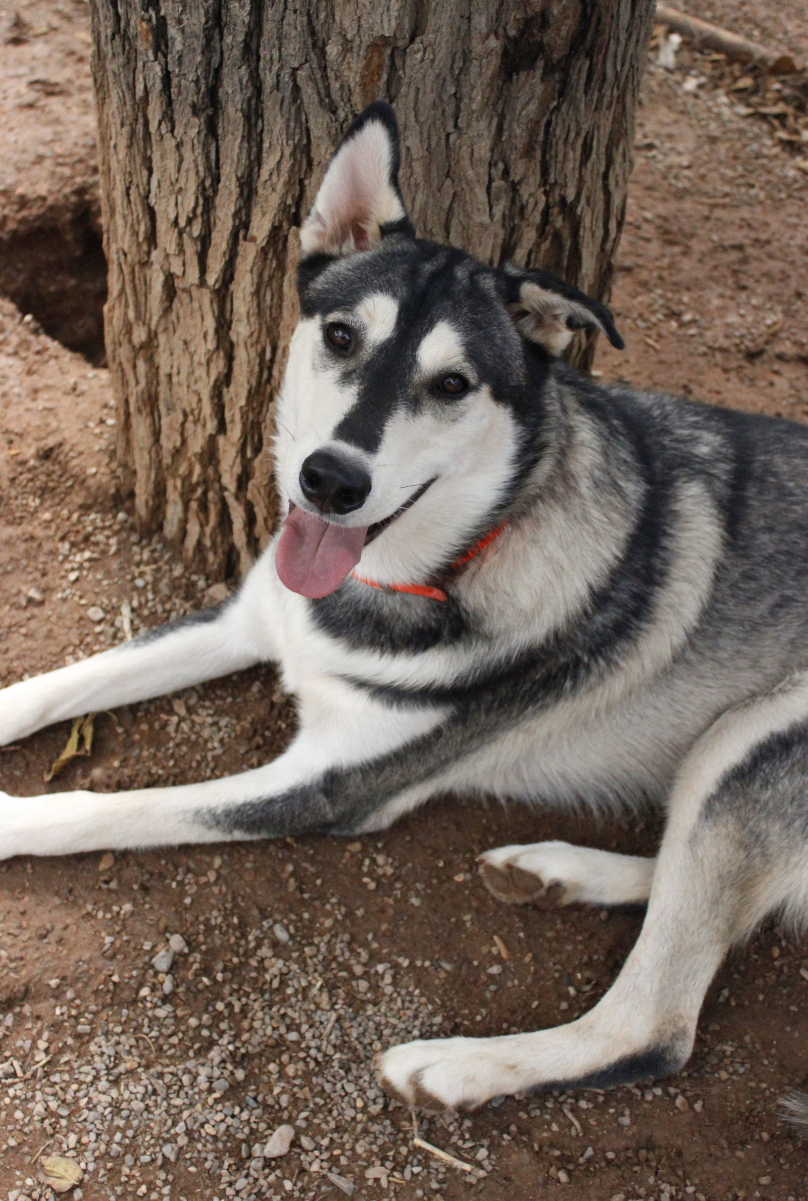 Bacardi, an adoptable Siberian Husky in Cedar Crest, NM, 87008 | Photo Image 2