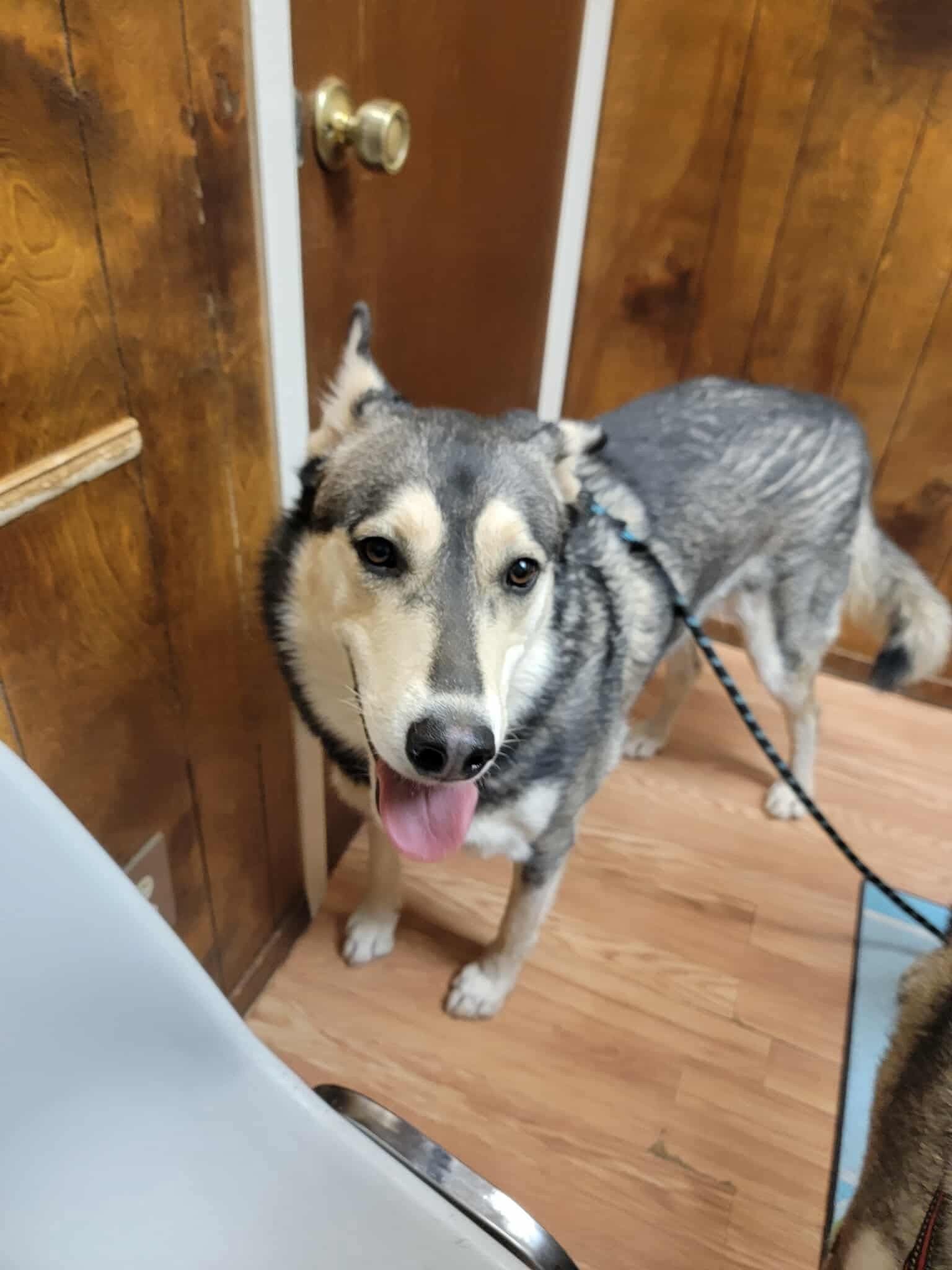 Bacardi, an adoptable Siberian Husky in Cedar Crest, NM, 87008 | Photo Image 2