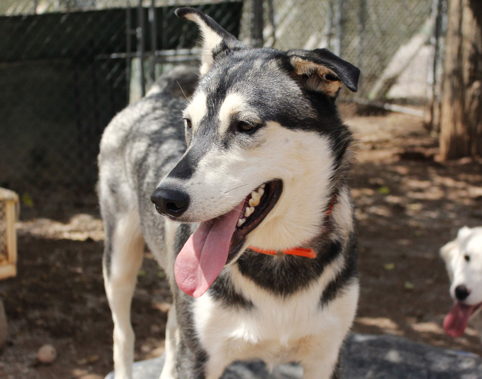 Bacardi, an adoptable Siberian Husky in Cedar Crest, NM, 87008 | Photo Image 3