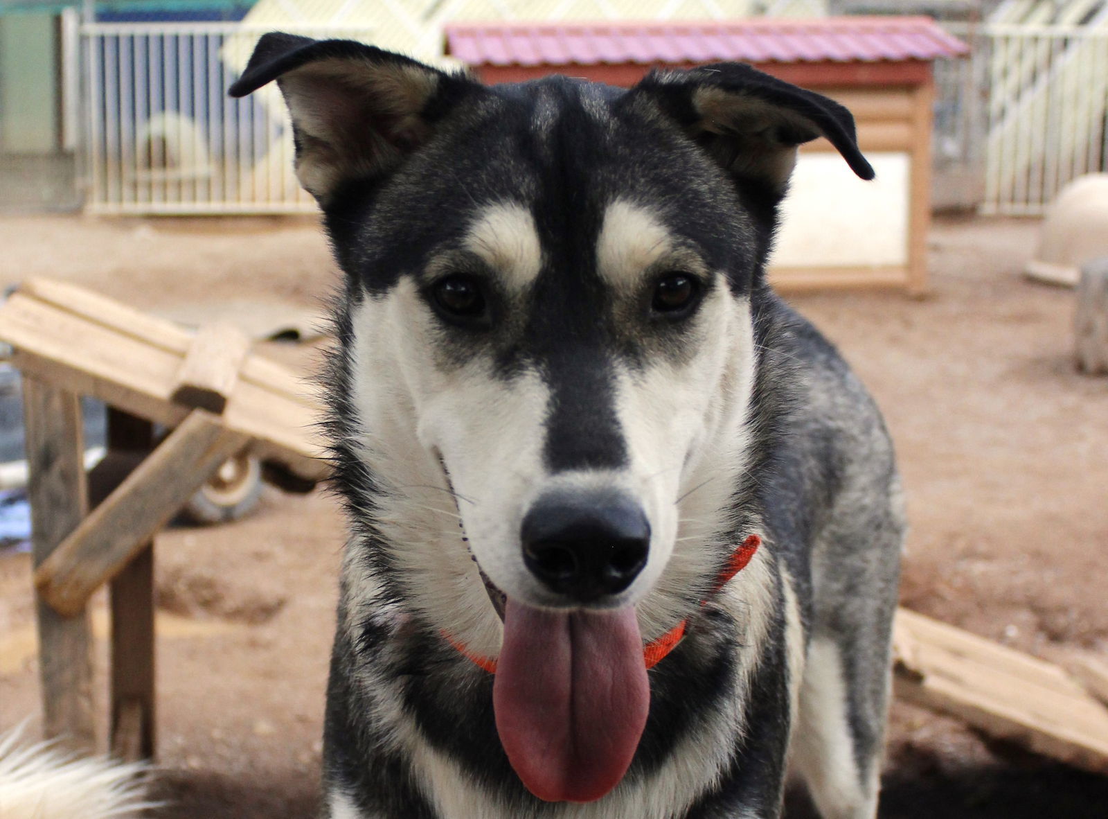 Bacardi, an adoptable Siberian Husky in Cedar Crest, NM, 87008 | Photo Image 3