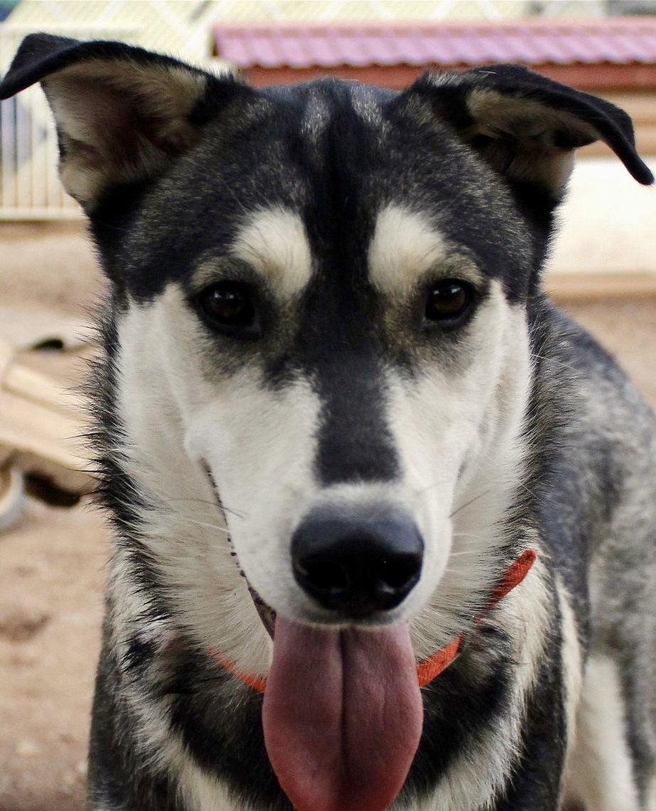 Bacardi, an adoptable Siberian Husky in Cedar Crest, NM, 87008 | Photo Image 3