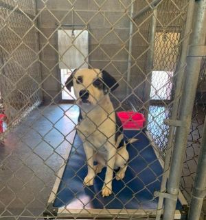 Pets for Adoption at Franklin County Animal Control in Benton IL