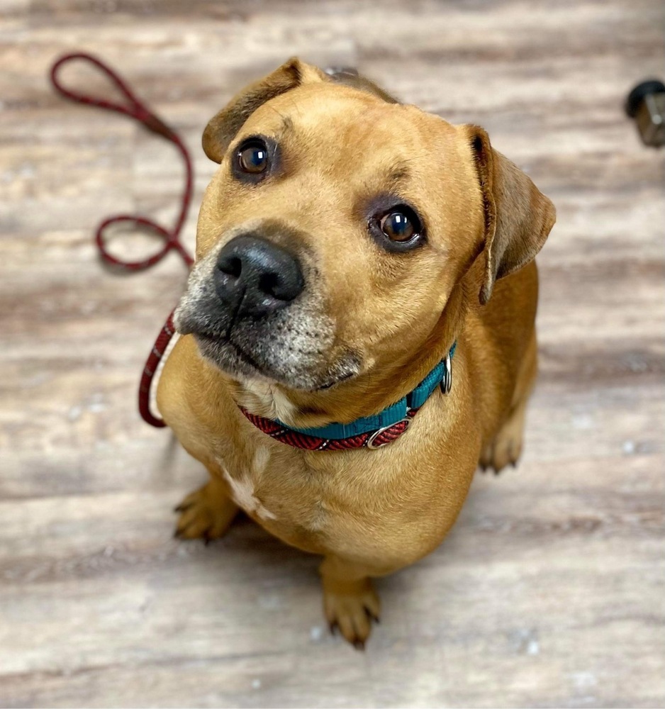 DEBOW, an adoptable Pit Bull Terrier in Dallas, PA, 18612 | Photo Image 1