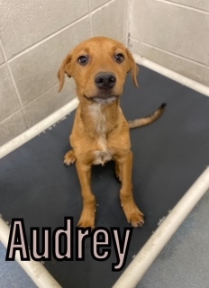 Audrey 120881