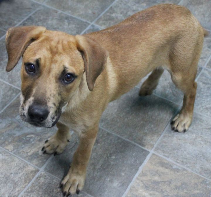 Murphy, an adoptable Mixed Breed in Neillsville, WI_image-1