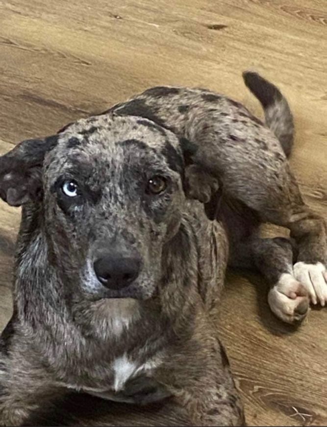 can a saint bernard and a catahoula leopard dog be friends