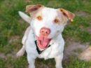 HARRIS's profile on Petfinder.com