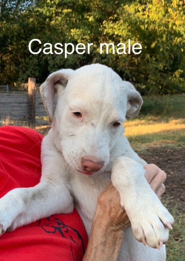 Casper