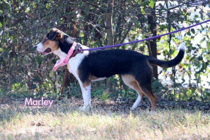 Marley, an adoptable Beagle Mix in Jackson, MS_image-2