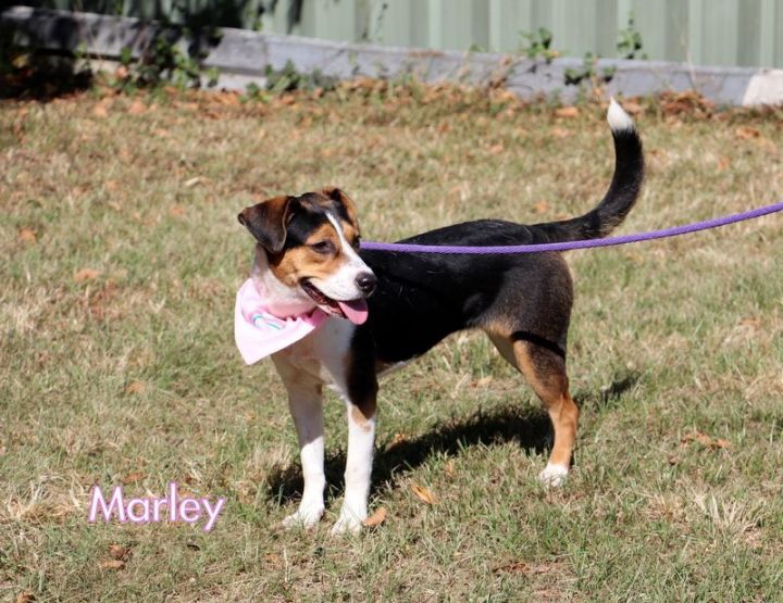 Marley, an adoptable Beagle Mix in Jackson, MS_image-3