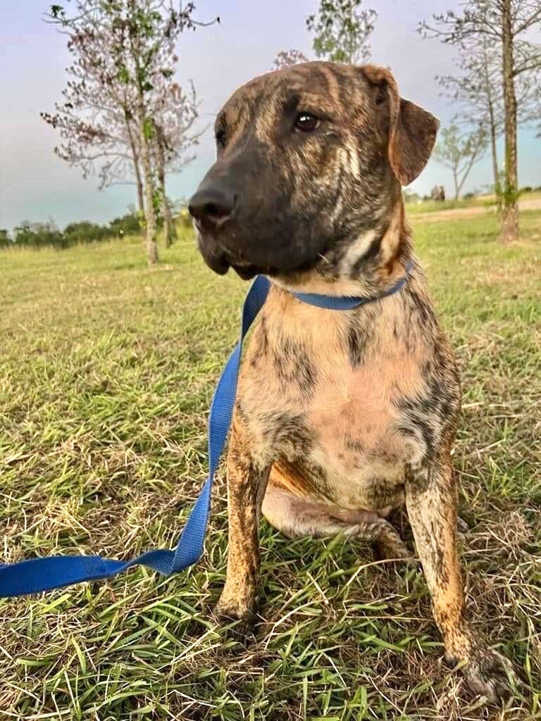 Bella, an adoptable Plott Hound, Labrador Retriever in Seattle, WA, 98106 | Photo Image 2