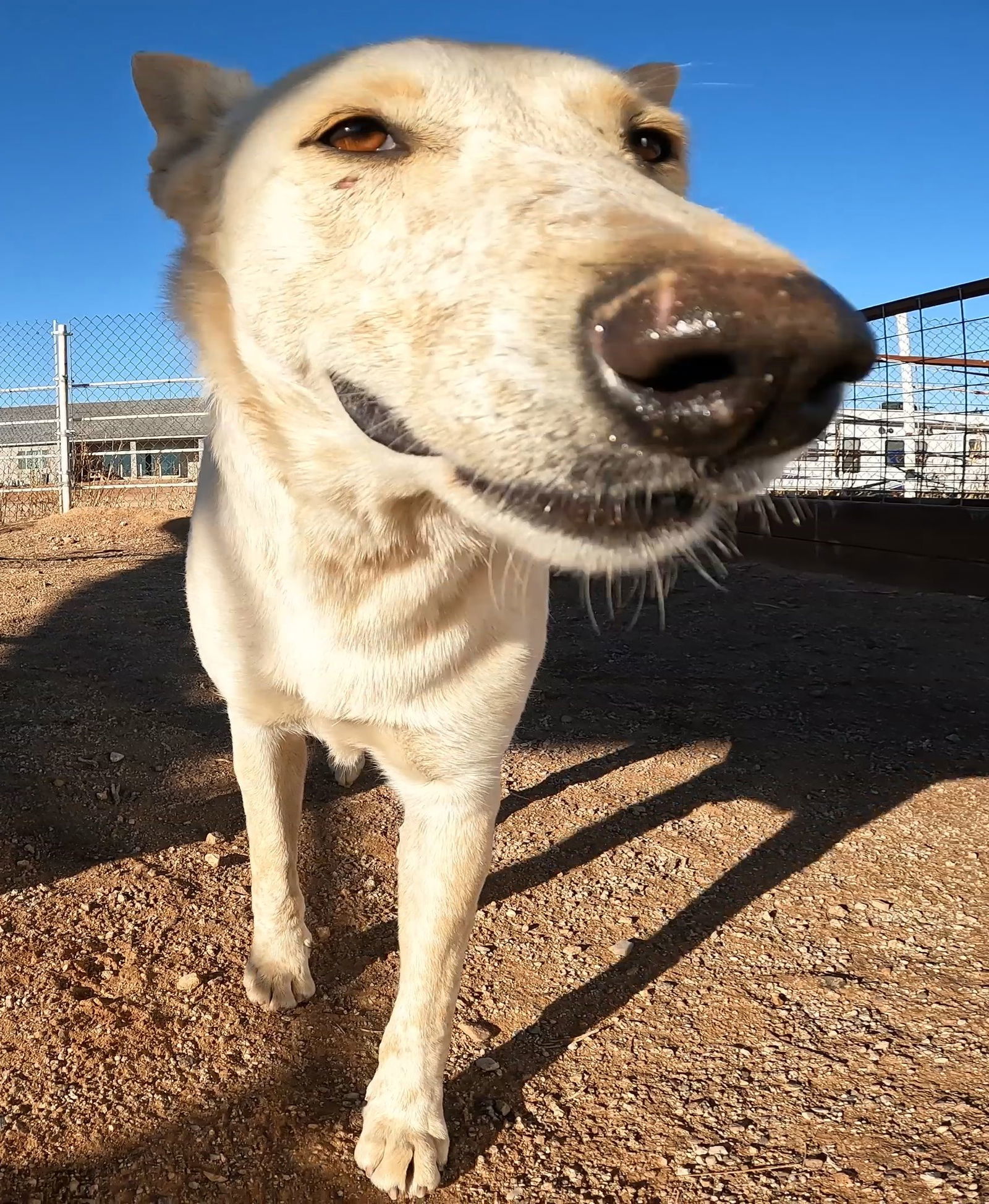 Vanilla Ice, an adoptable Australian Cattle Dog / Blue Heeler, Husky in Queen Creek, AZ, 85142 | Photo Image 1