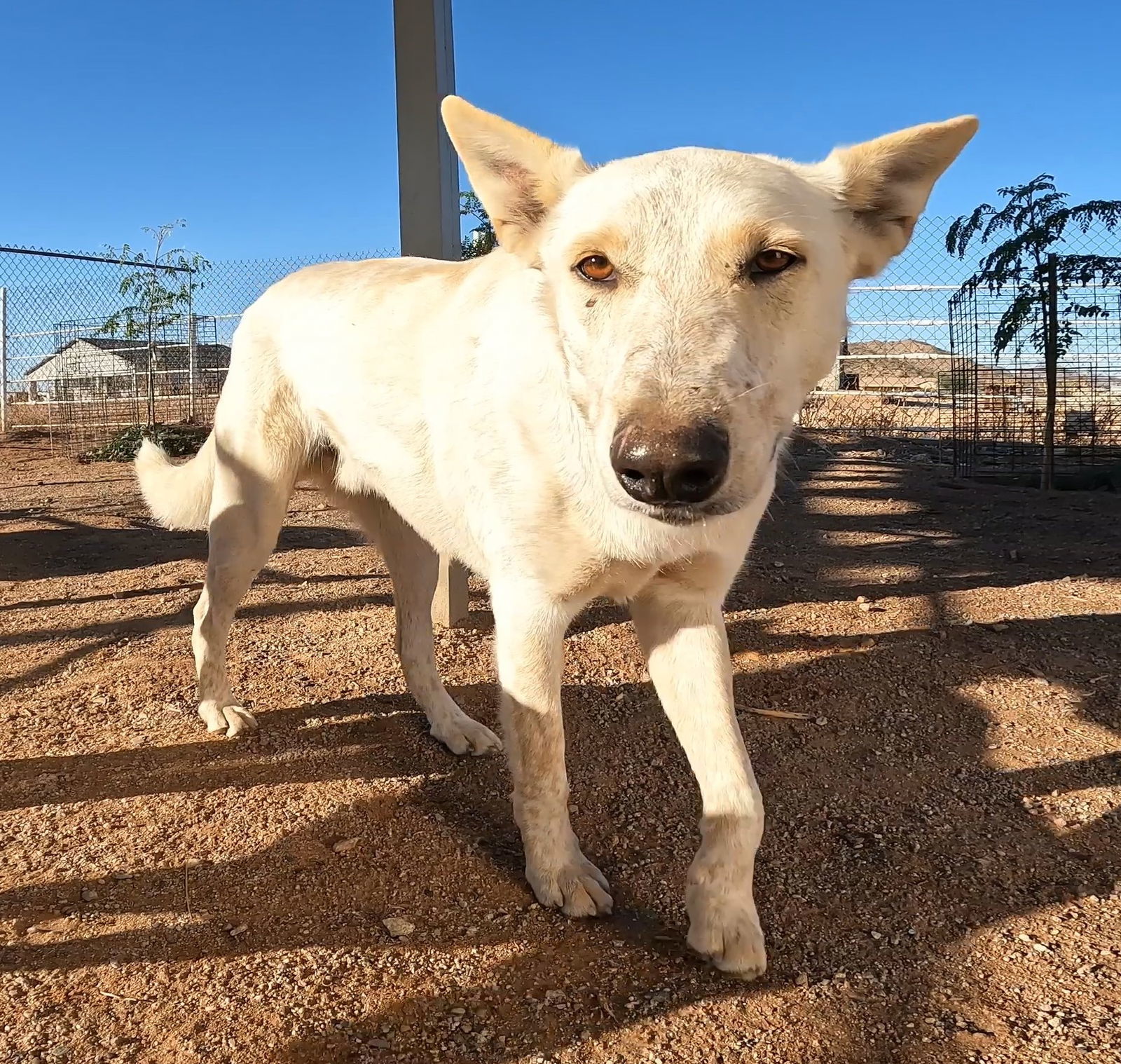 Vanilla Ice, an adoptable Australian Cattle Dog / Blue Heeler, Husky in Queen Creek, AZ, 85142 | Photo Image 2