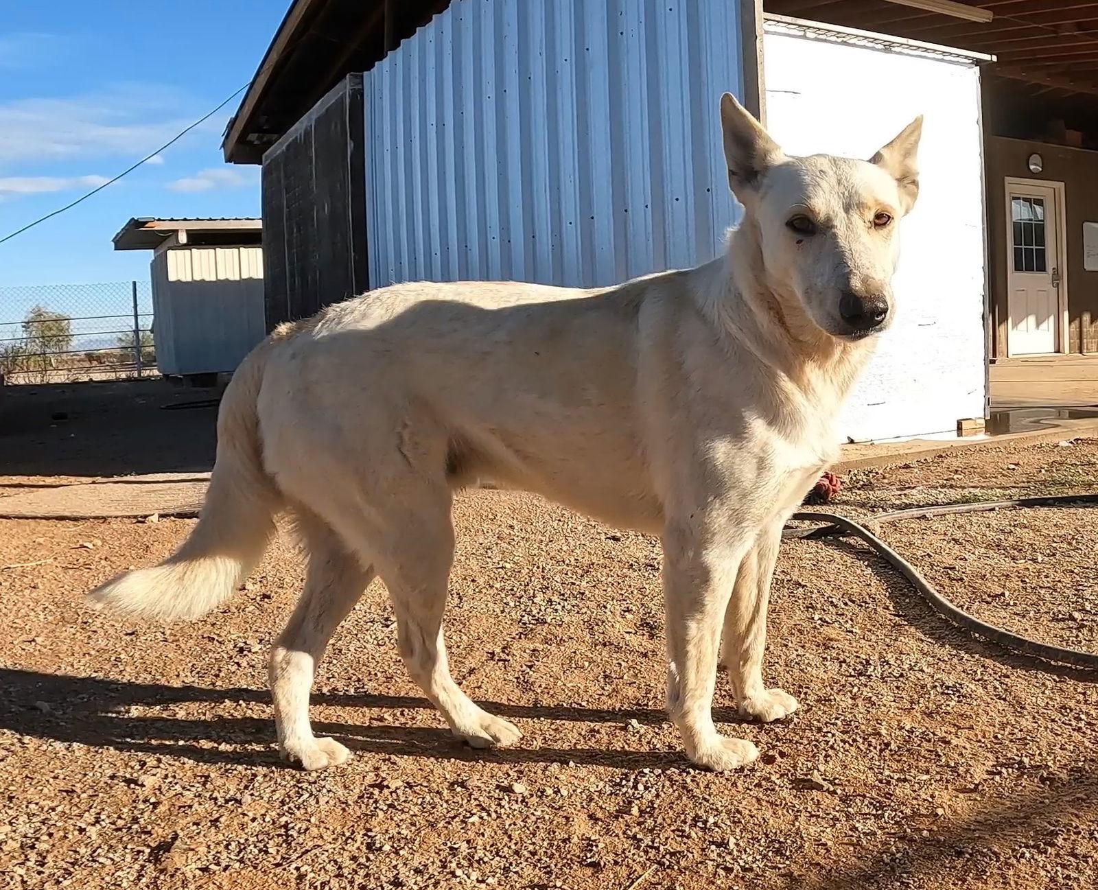 Vanilla Ice, an adoptable Australian Cattle Dog / Blue Heeler, Husky in Queen Creek, AZ, 85142 | Photo Image 3