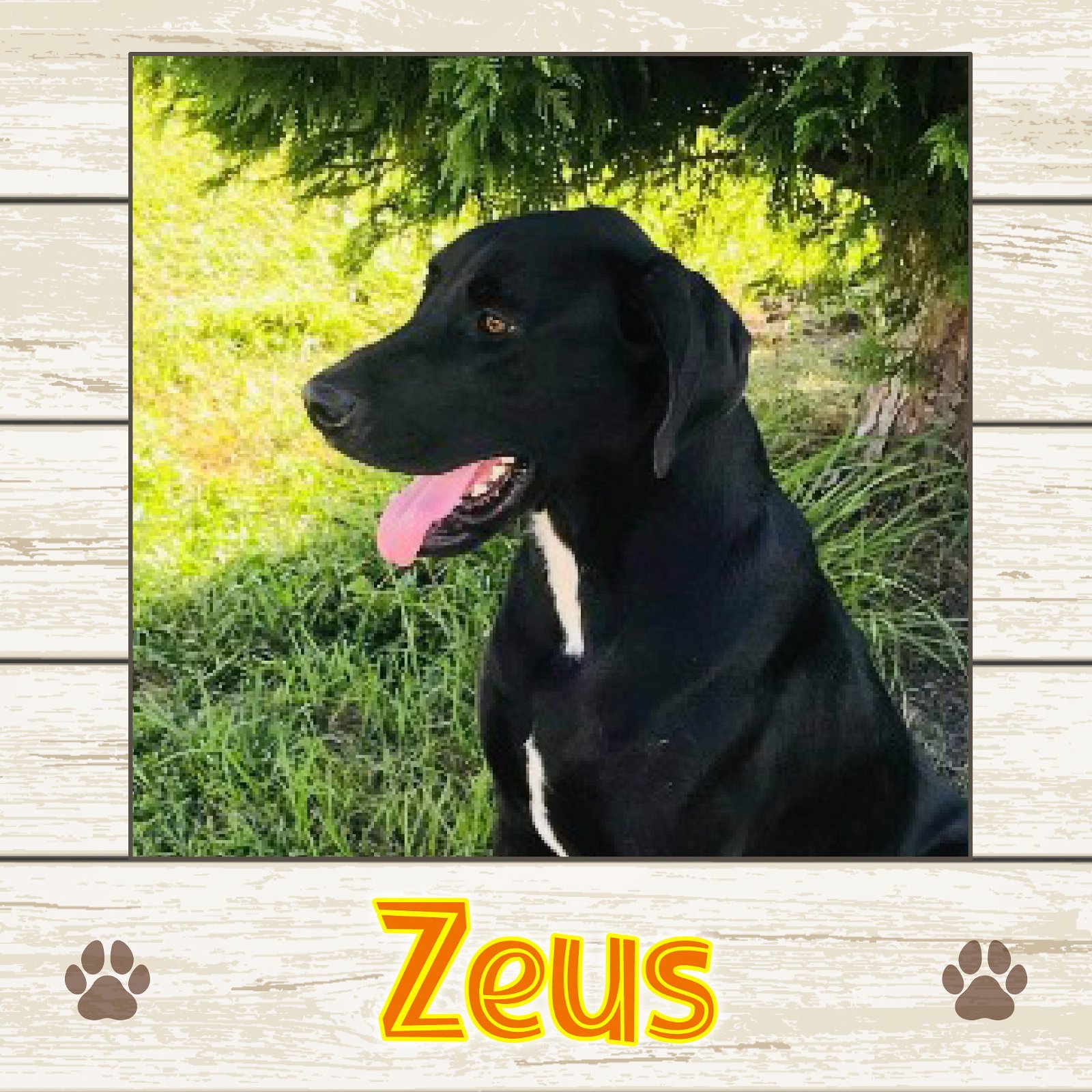 Zeus