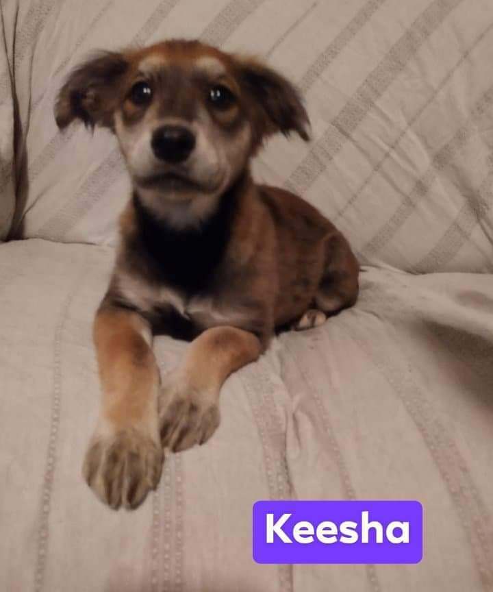 Keesha