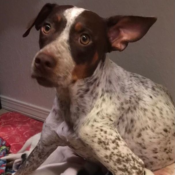 can a rat terrier and a german shorthaired pointer be friends