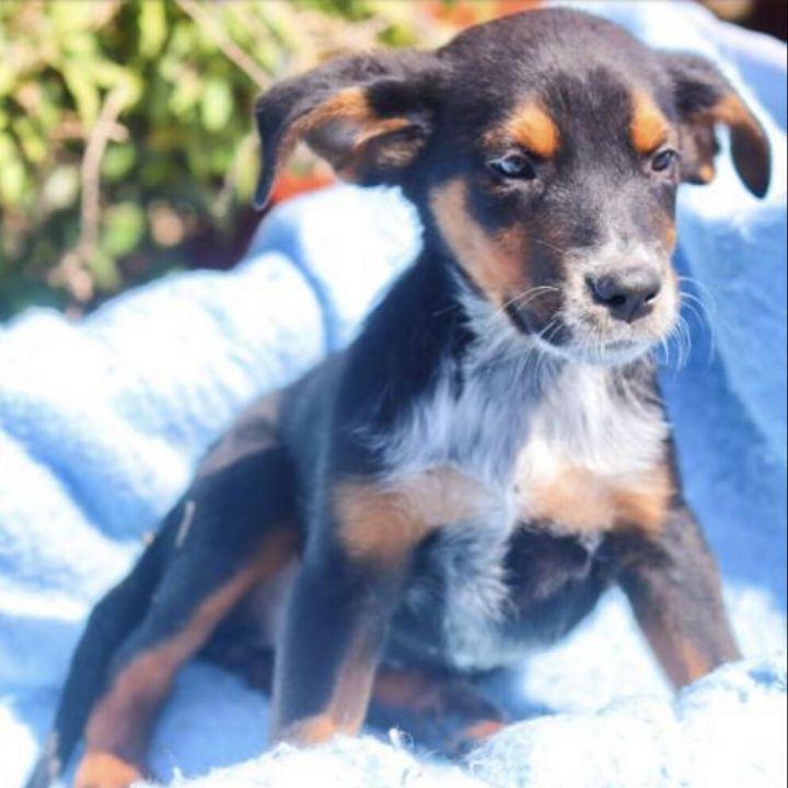 Dog For Adoption Dawn A Labrador Retriever Australian Cattle Dog Blue Heeler Mix In Boston Ma Petfinder