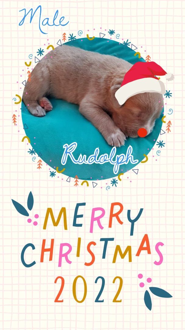 Rudolph (Stitch)