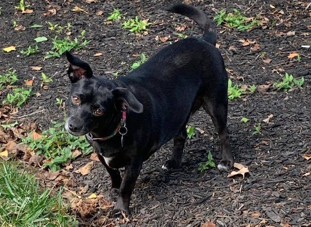 can patterdale terriers be left alone