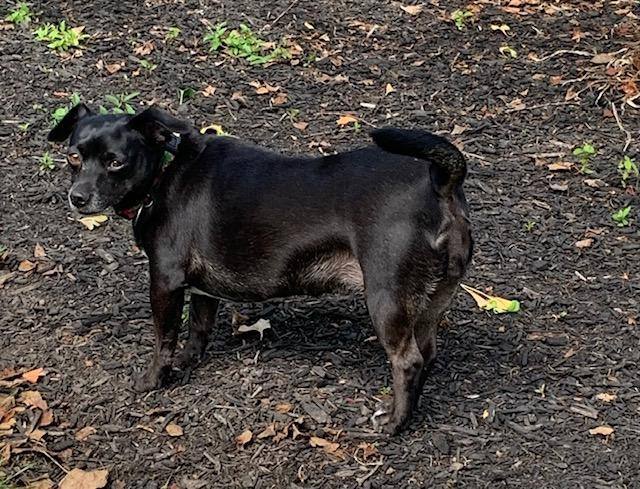 can patterdale terriers be left alone