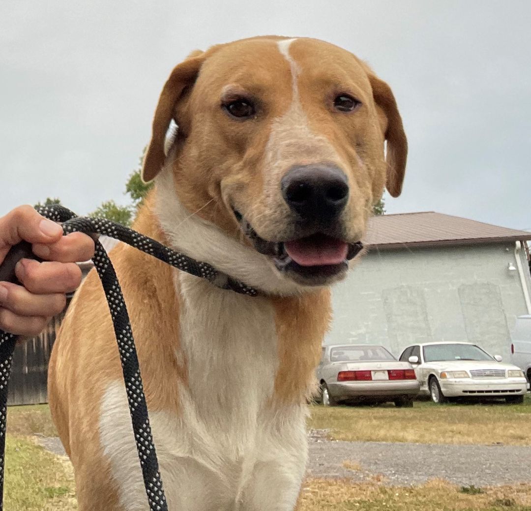 Buddy, an adoptable Labrador Retriever in Rogersville, TN, 37857 | Photo Image 2