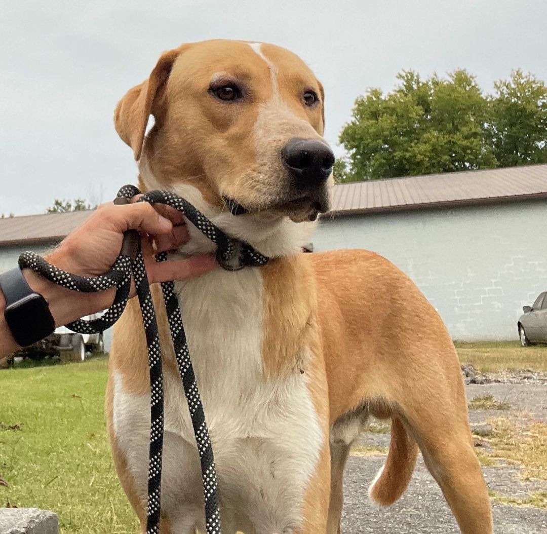 Buddy, an adoptable Labrador Retriever in Rogersville, TN, 37857 | Photo Image 4