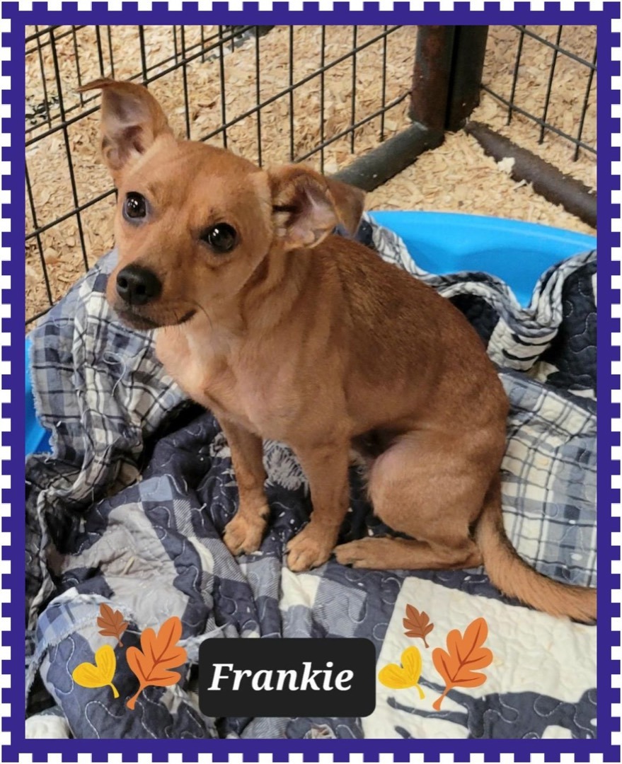 Frankie