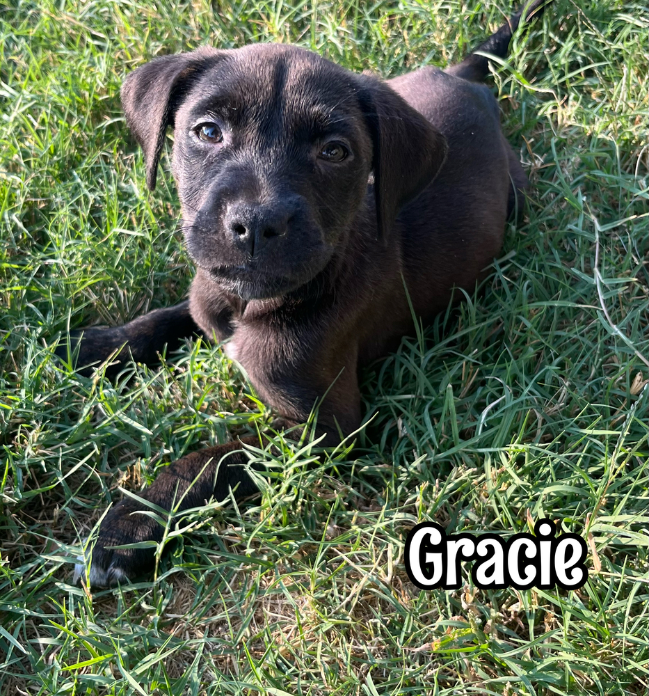 Gracie