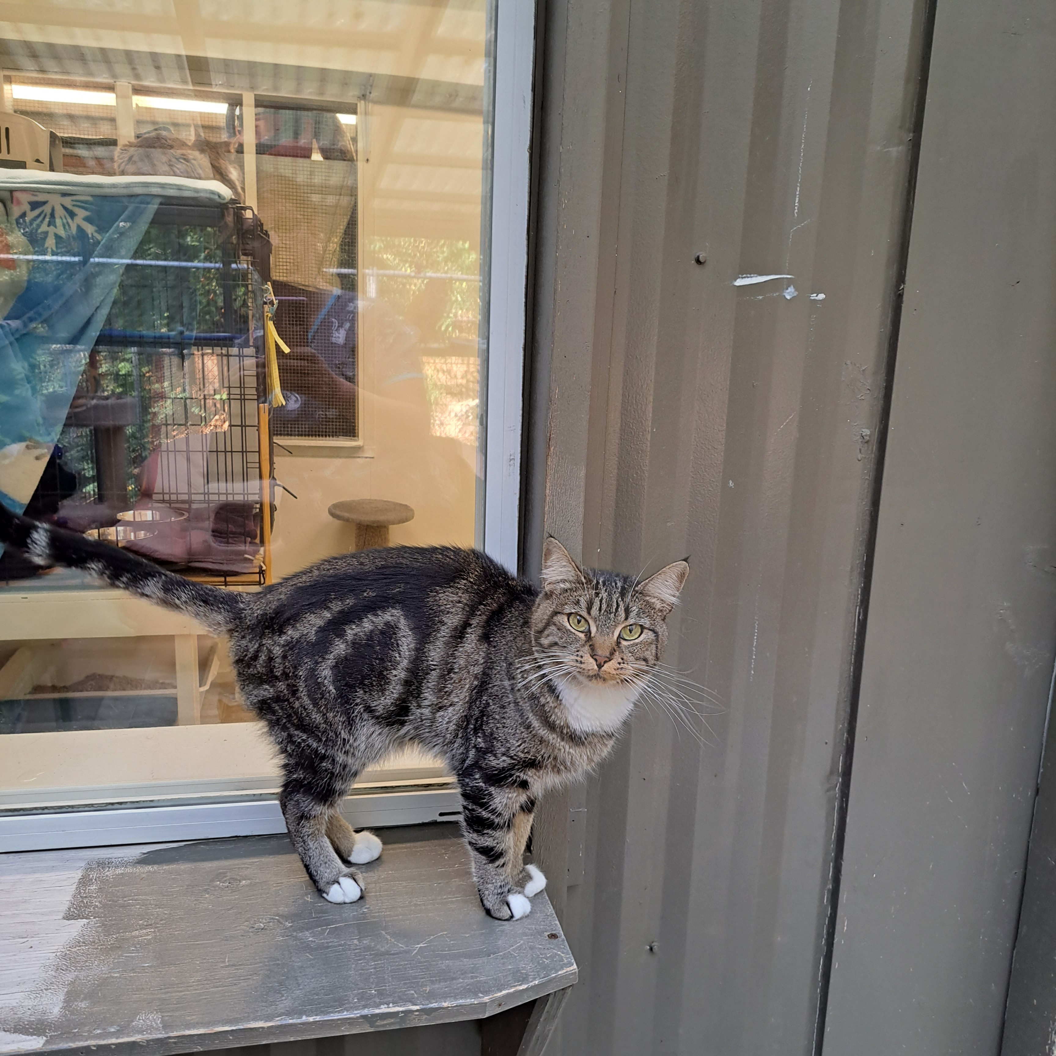 Mina Harker, an adoptable Tabby in Maple Ridge, BC, V2W 1A4 | Photo Image 5