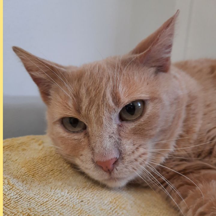 cat-for-adoption-apricot-jam-a-tabby-in-maple-ridge-bc-petfinder