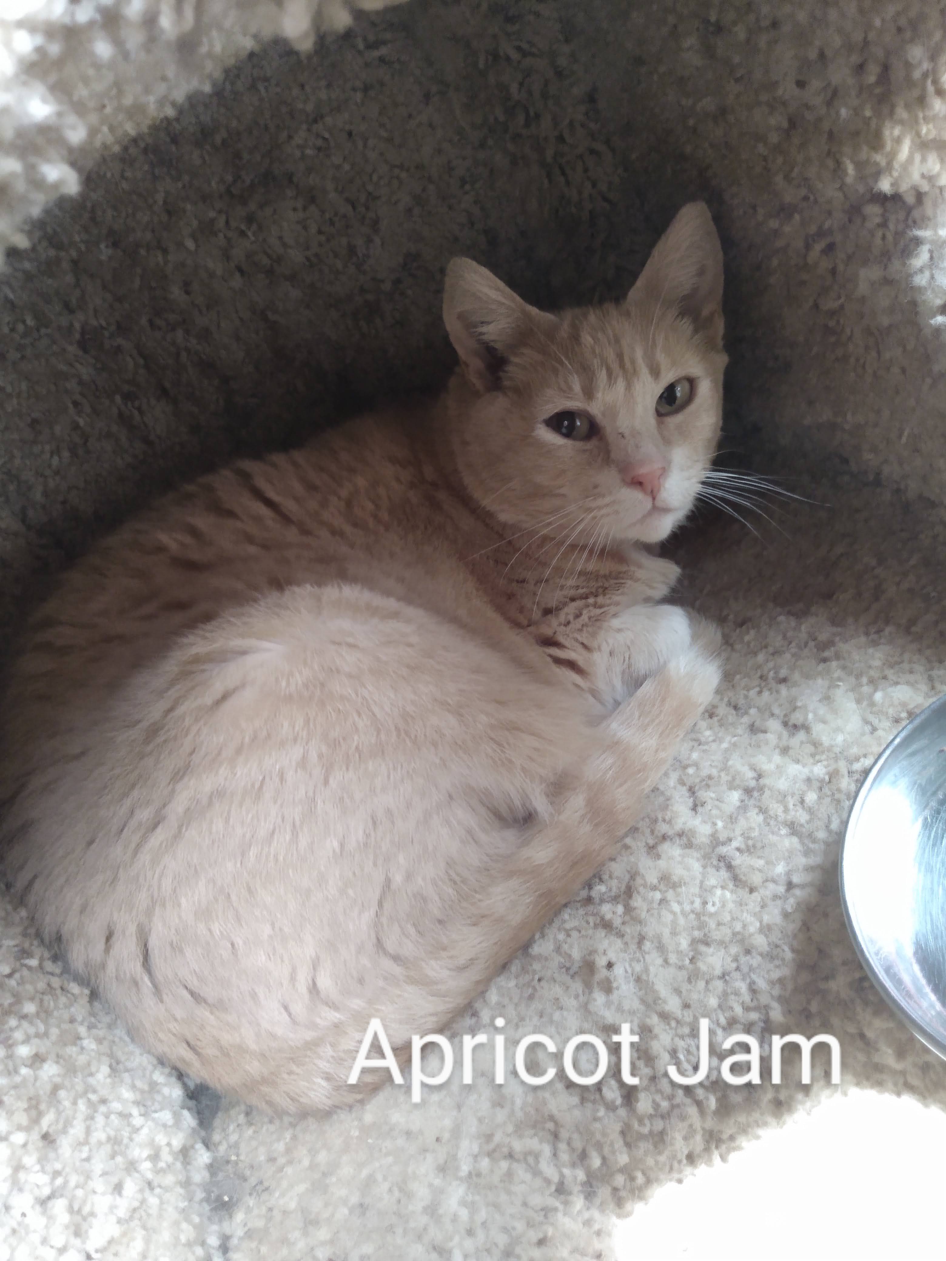 Apricot Jam, an adoptable Tabby in Maple Ridge, BC, V2W 1A4 | Photo Image 3