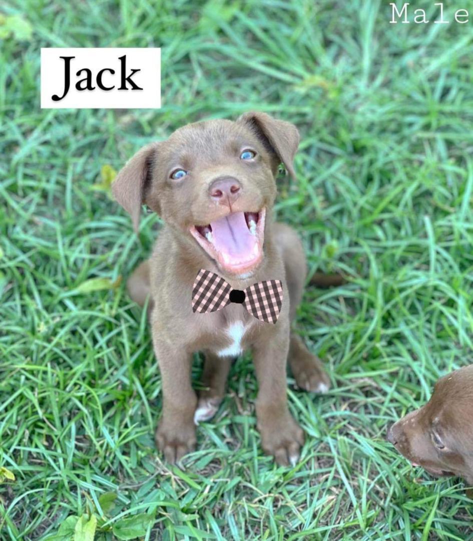 Jack