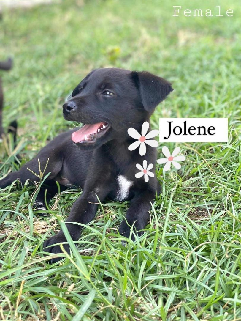 Jolene