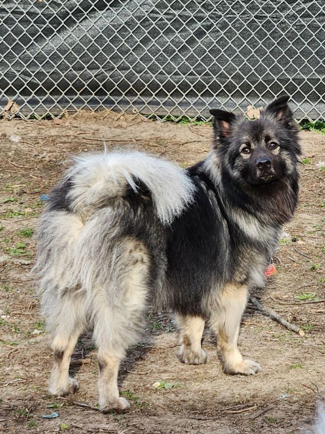 Dog for adoption - Kevin, a Keeshond & Australian Shepherd Mix in ...