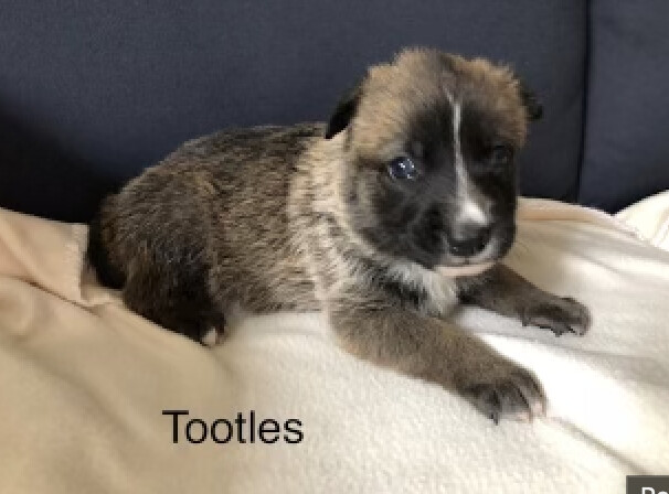 Tootles