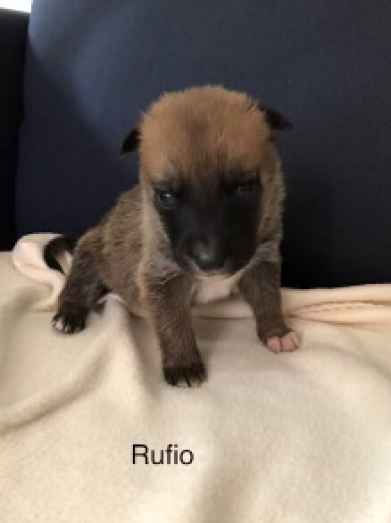 Rufio