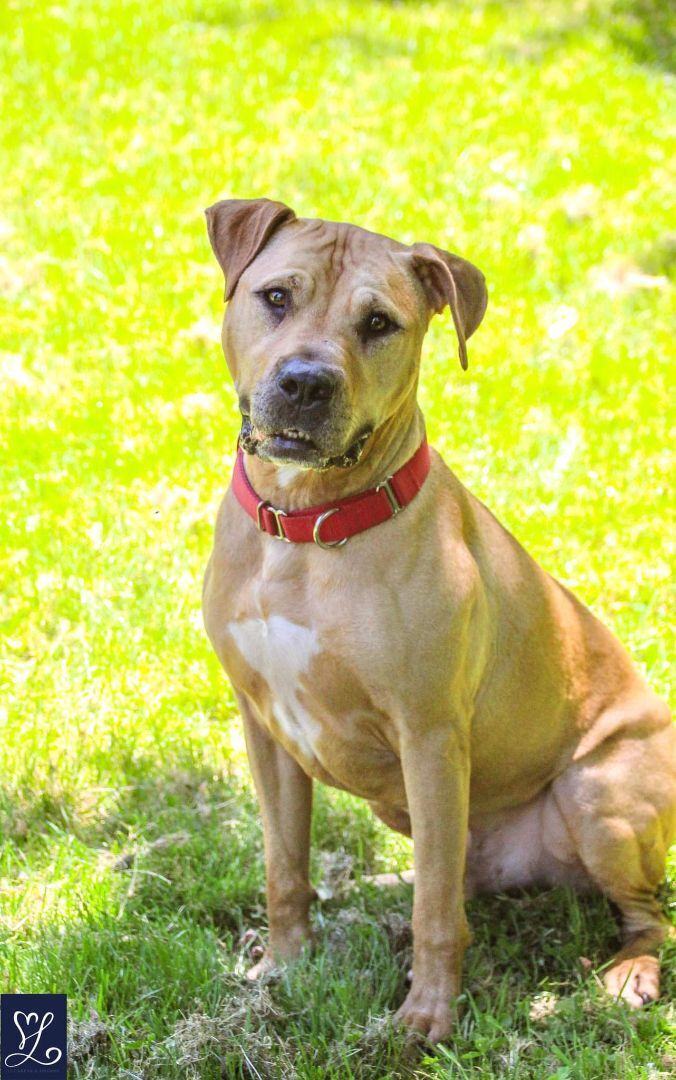 Rovie, an adoptable Shar-Pei & Pit Bull Terrier Mix in Wantagh, NY_image-5