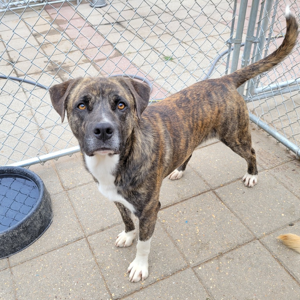 Mackers, an adoptable Mixed Breed in Boaz, AL, 35957 | Photo Image 1