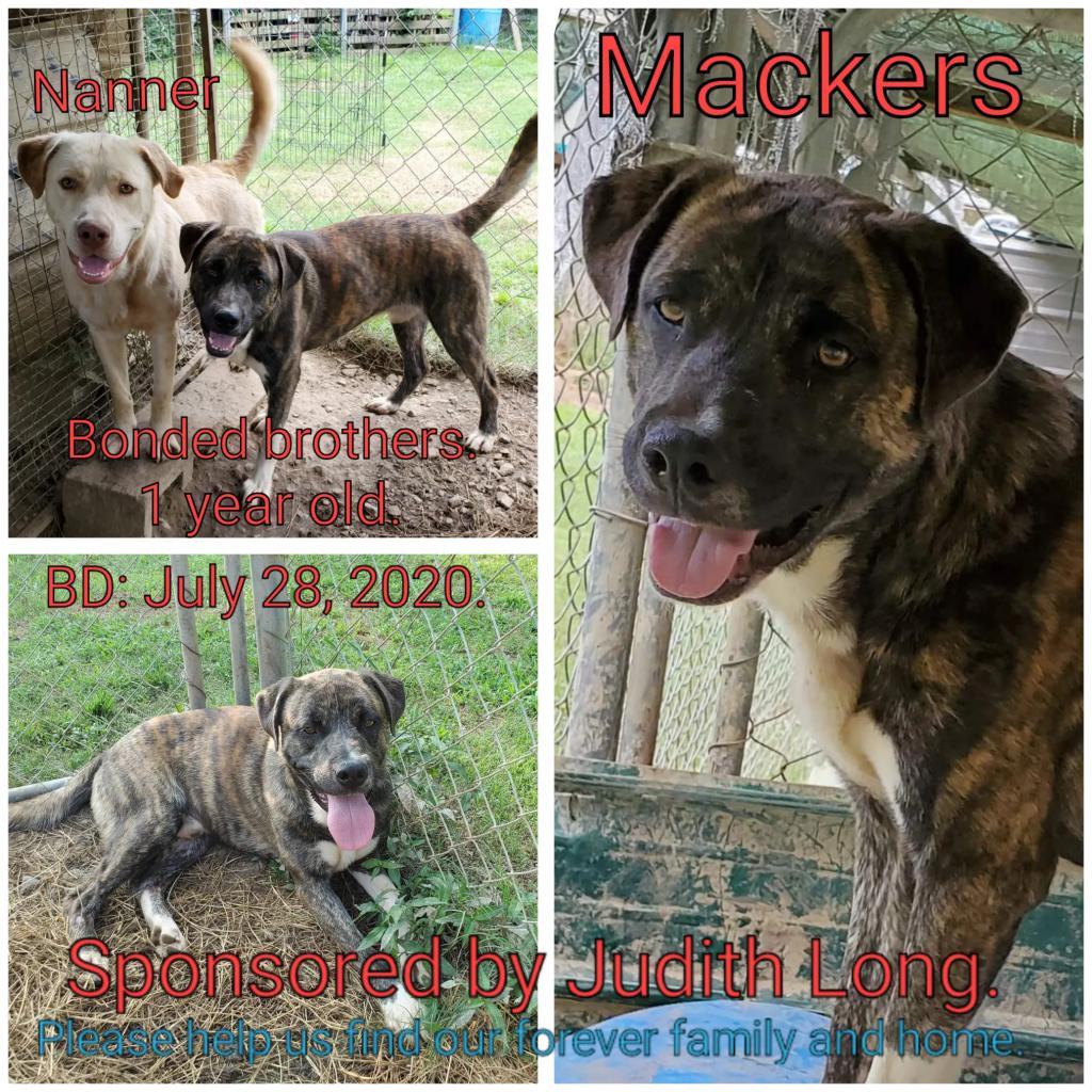Mackers, an adoptable Mixed Breed in Boaz, AL, 35957 | Photo Image 2