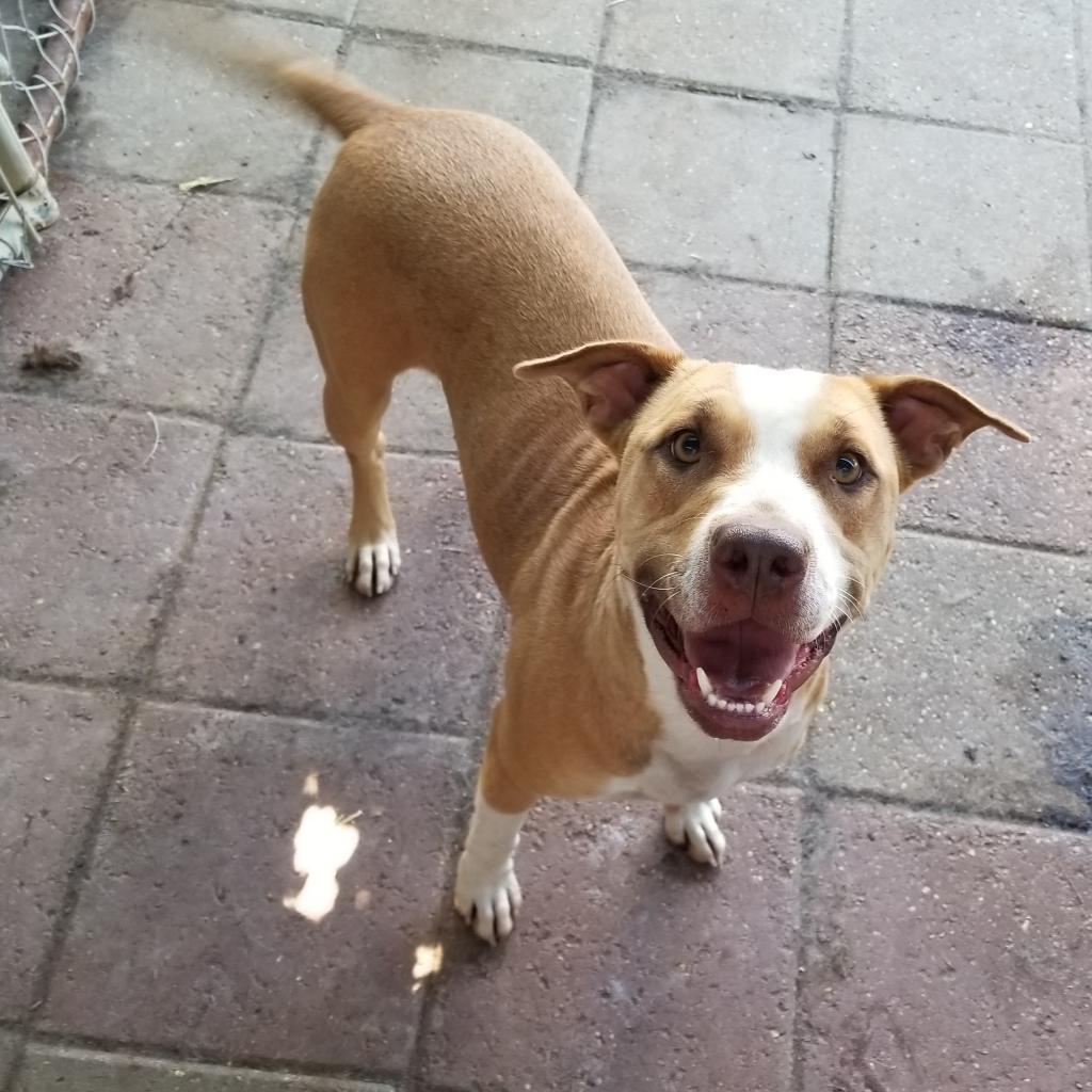 Avril, an adoptable American Staffordshire Terrier, Mixed Breed in Boaz, AL, 35957 | Photo Image 2