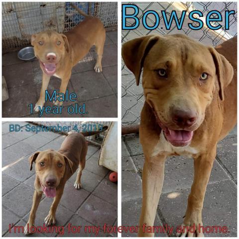 Bowser, an adoptable Mixed Breed in Boaz, AL, 35957 | Photo Image 1