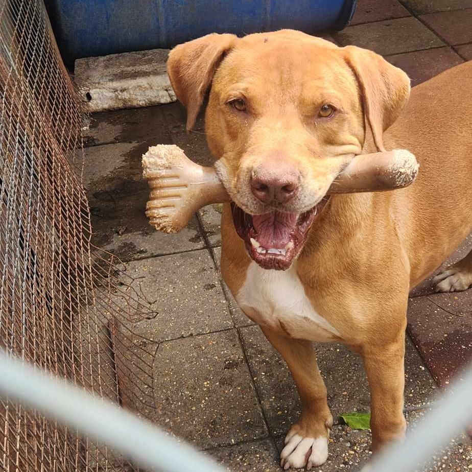 Bowser, an adoptable Mixed Breed in Boaz, AL, 35957 | Photo Image 1