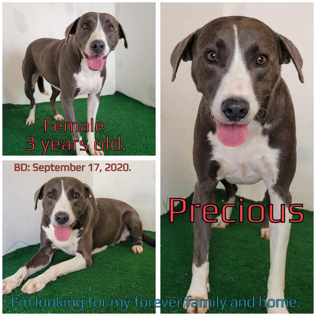 Precious, an adoptable Mixed Breed in Boaz, AL, 35957 | Photo Image 1